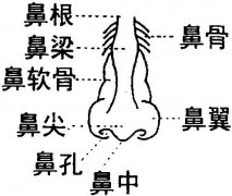 呼市做鼻頭縮小手術(shù)疼嗎?